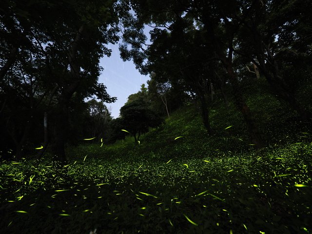 A-Night-of-Fireflies-and-Starlight_202504