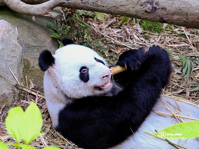 Into_Singapore_Zoo_202509